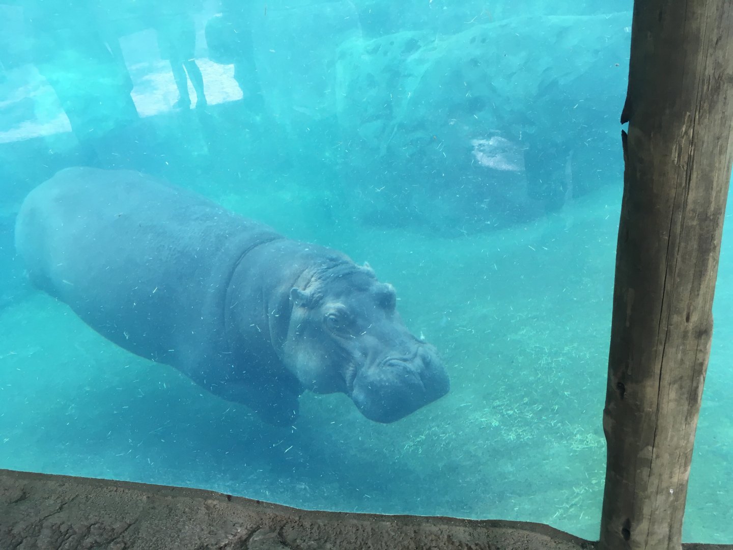 River Hippo
