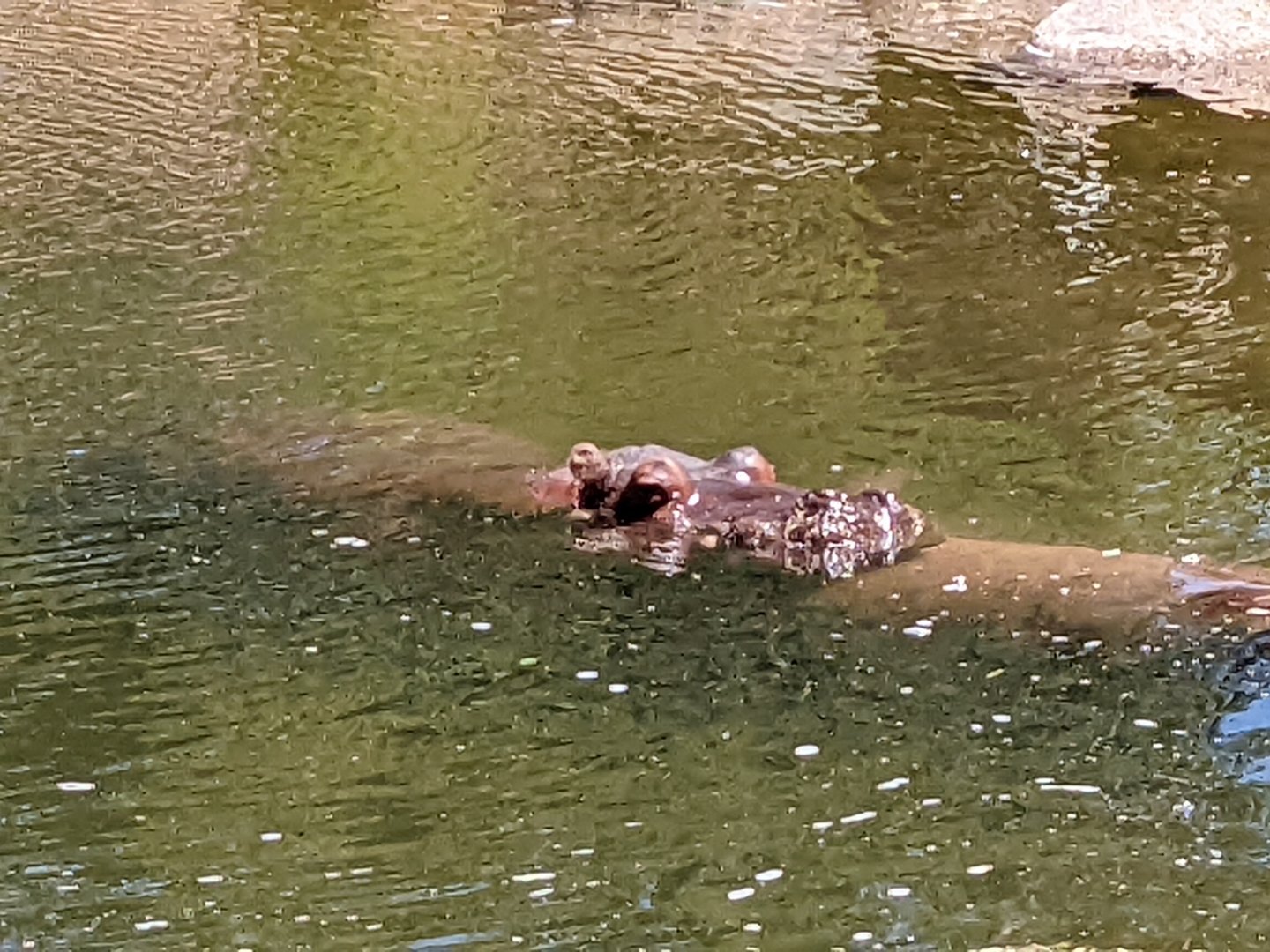 River hippo