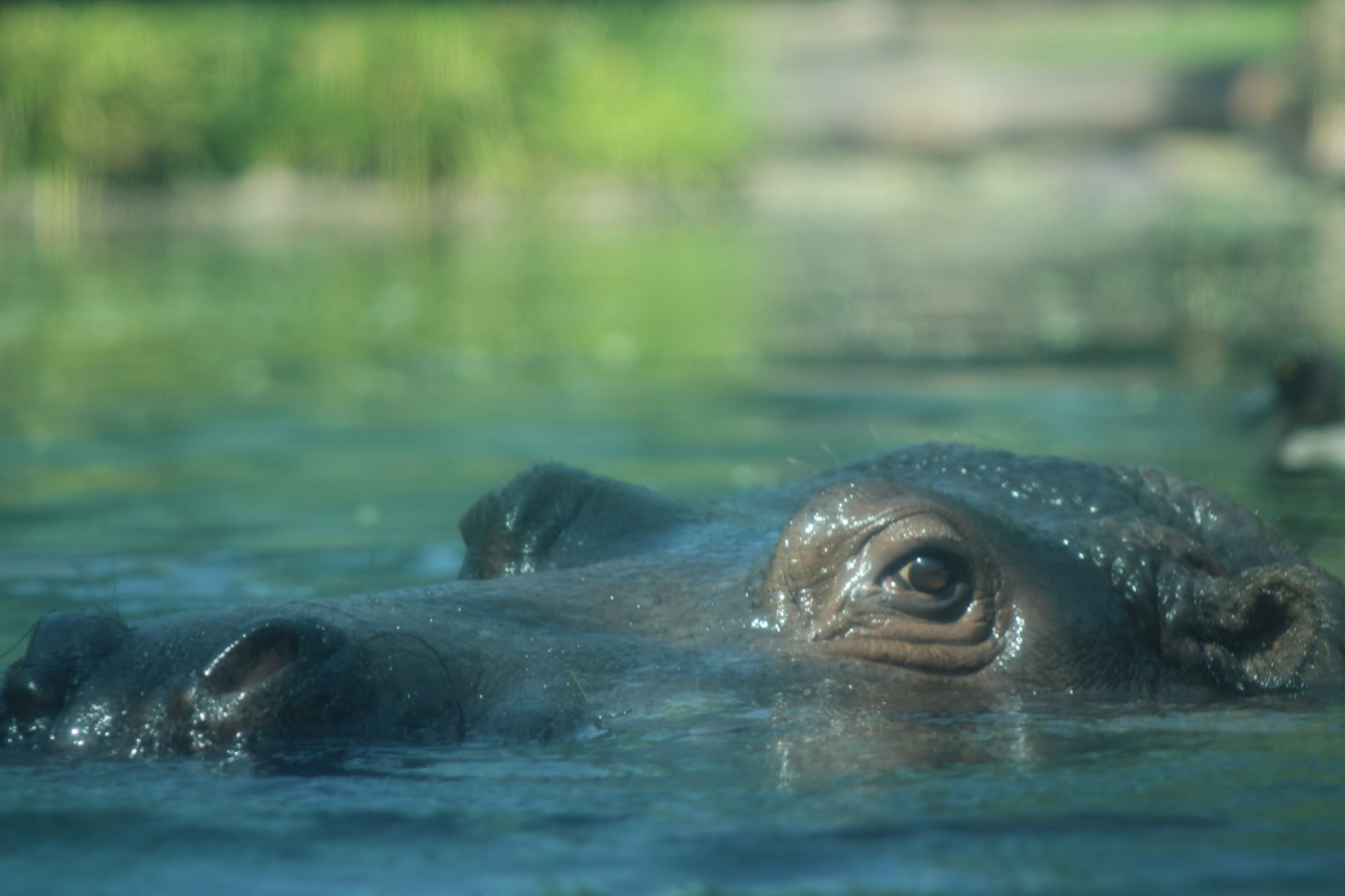 River Hippo
