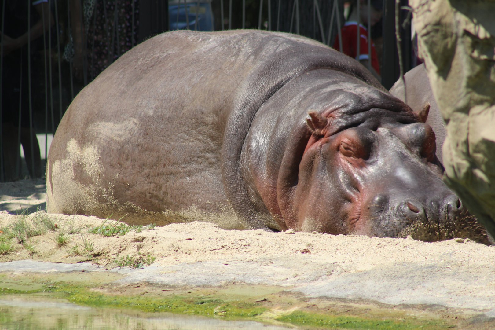 River Hippo