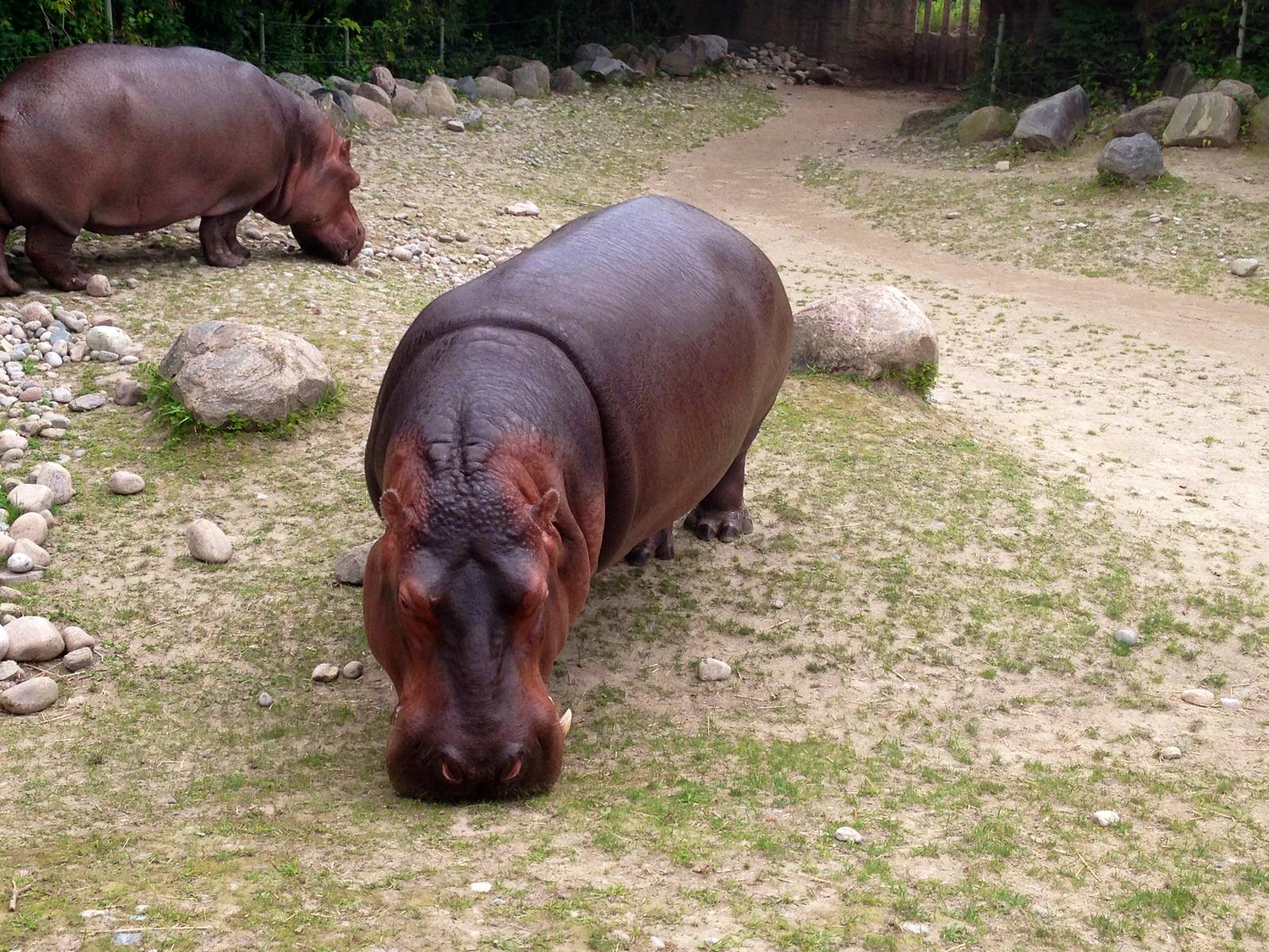 River Hippopoatmus