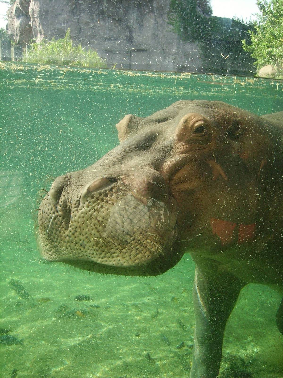 River Hippopotamus - Busch Gardens
