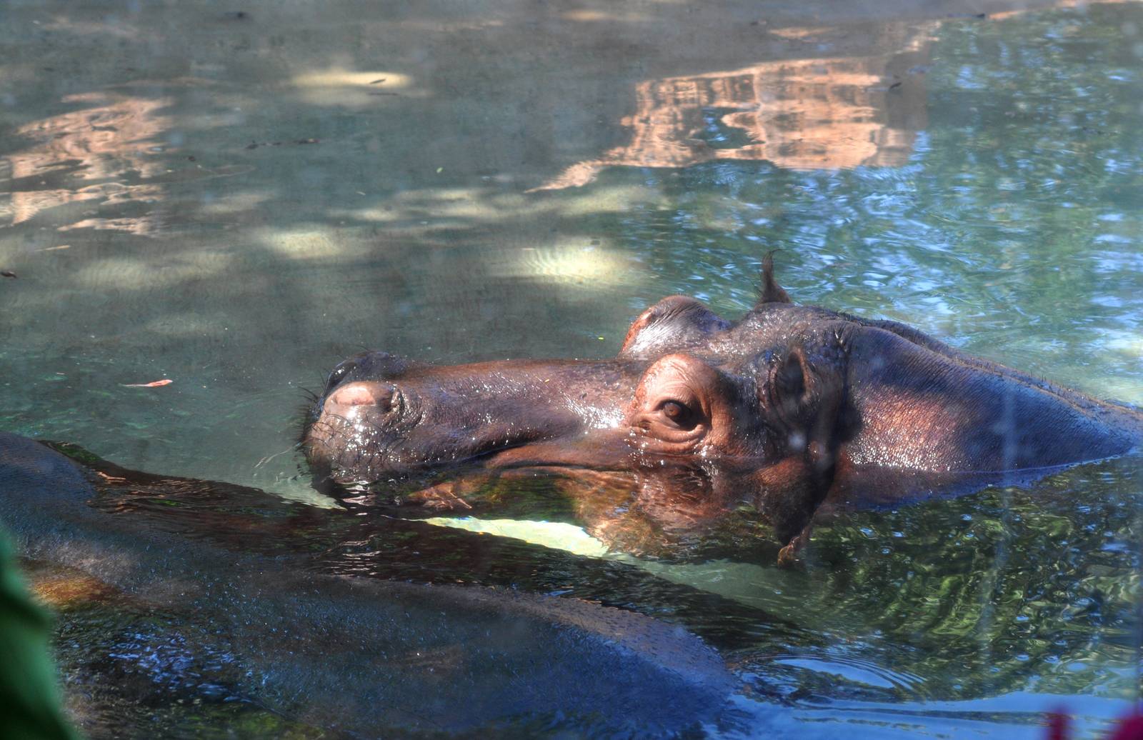 River Hippopotamus Exhibit