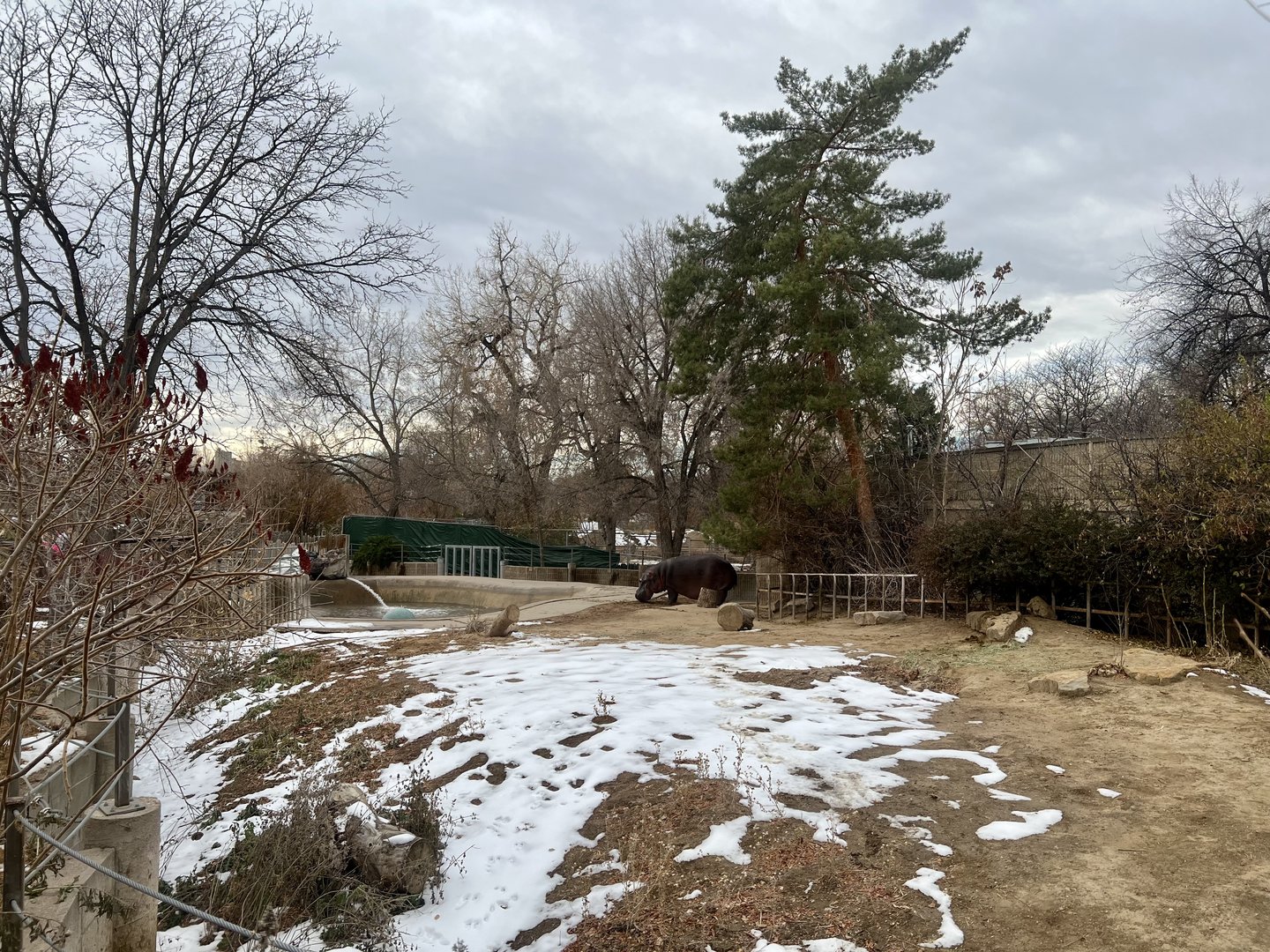 River Hippopotamus outdoor exhibit