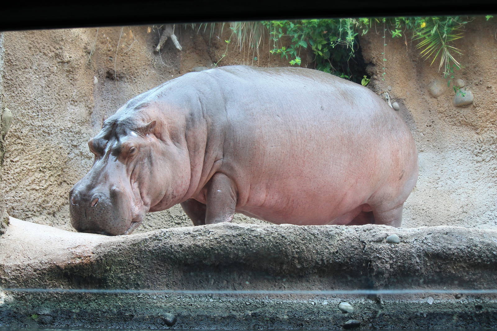 River Hippopotamus