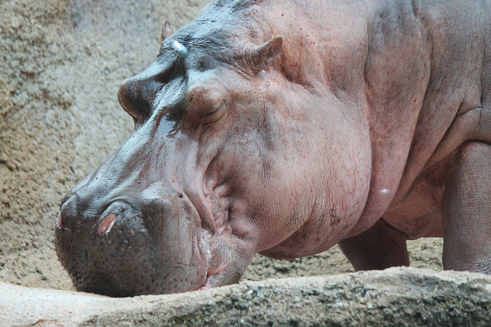 River Hippopotamus