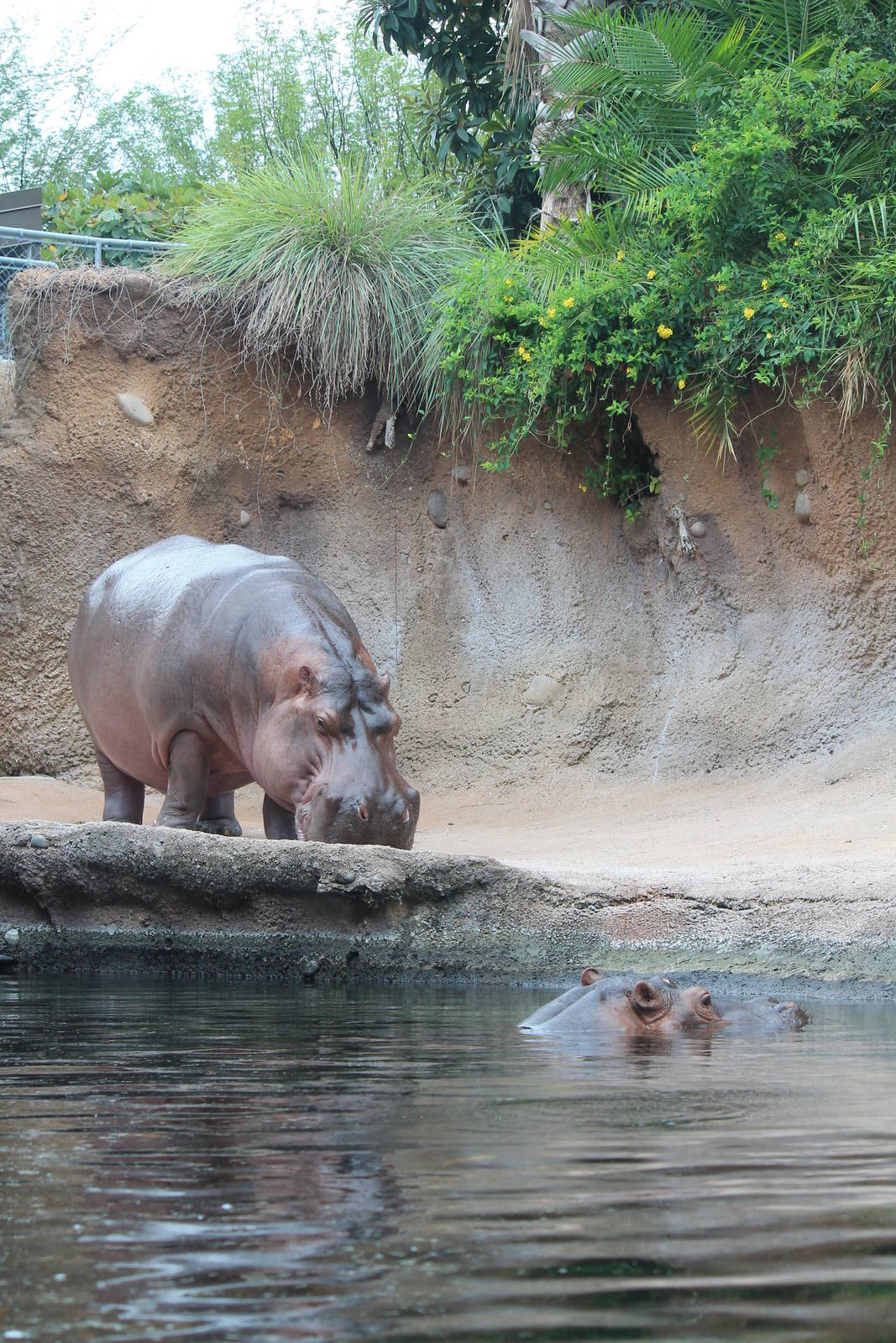 River Hippopotamus