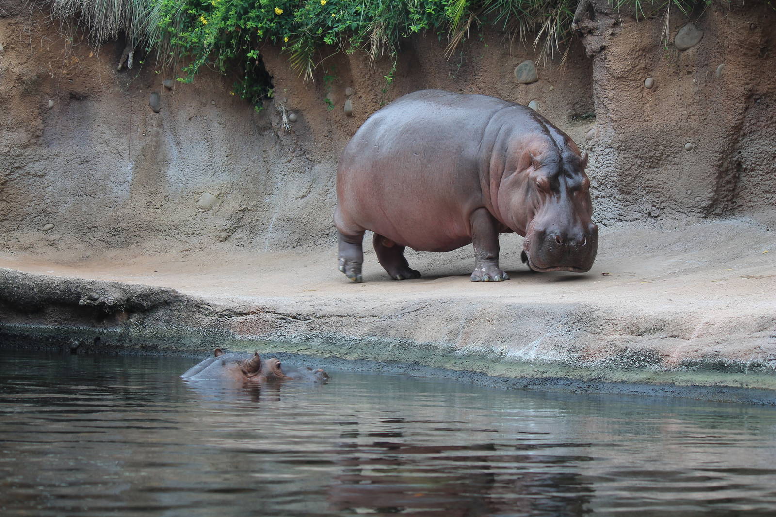 River Hippopotamus
