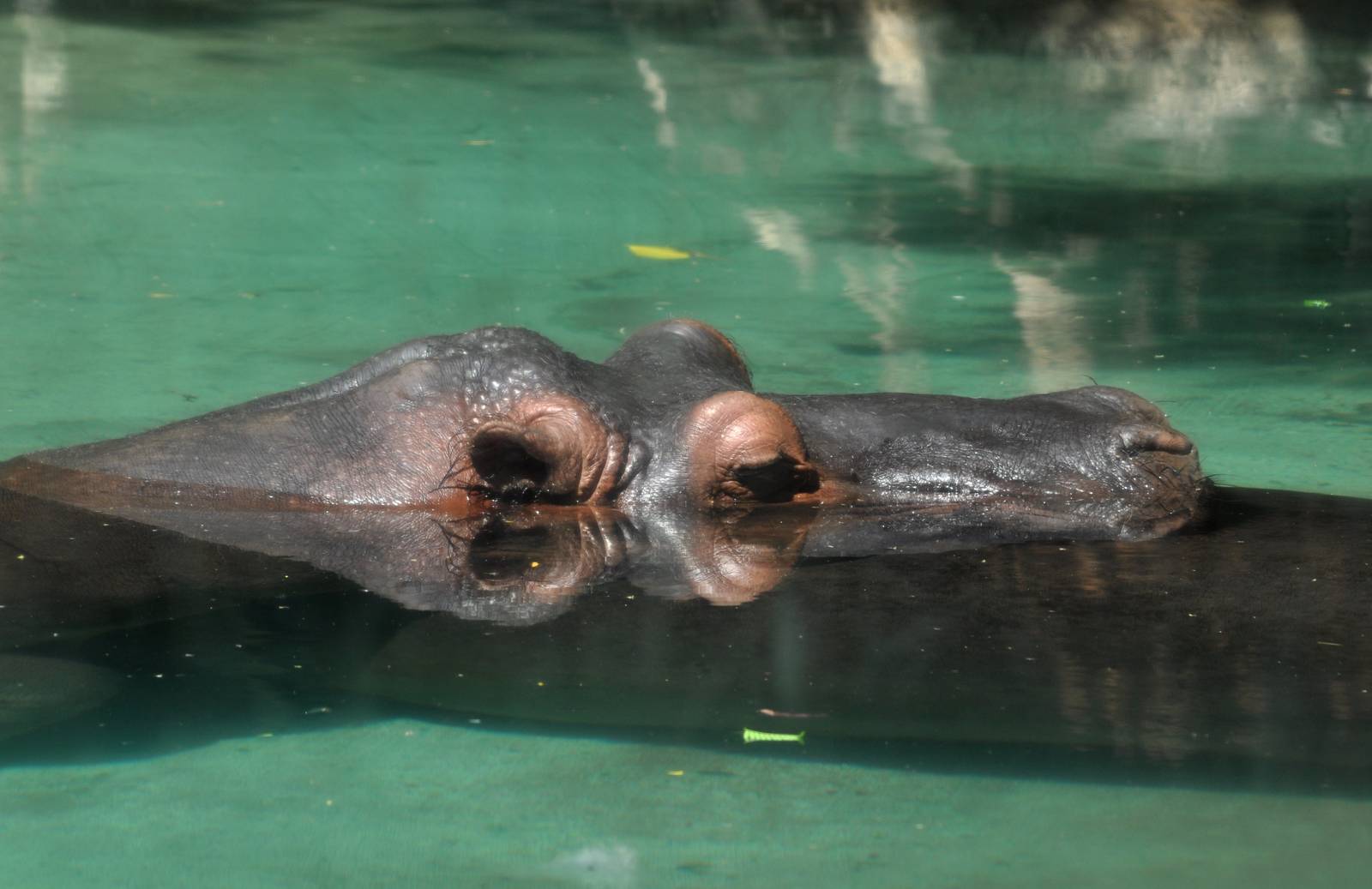 River Hippopotamus