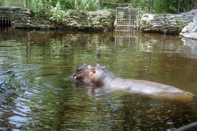 River Hippopotamus