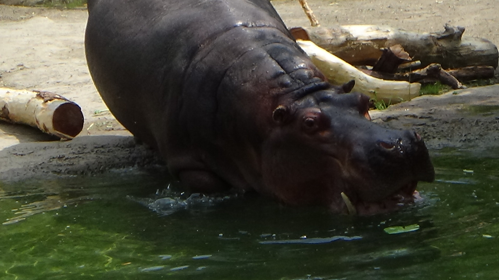 River hippopotamus