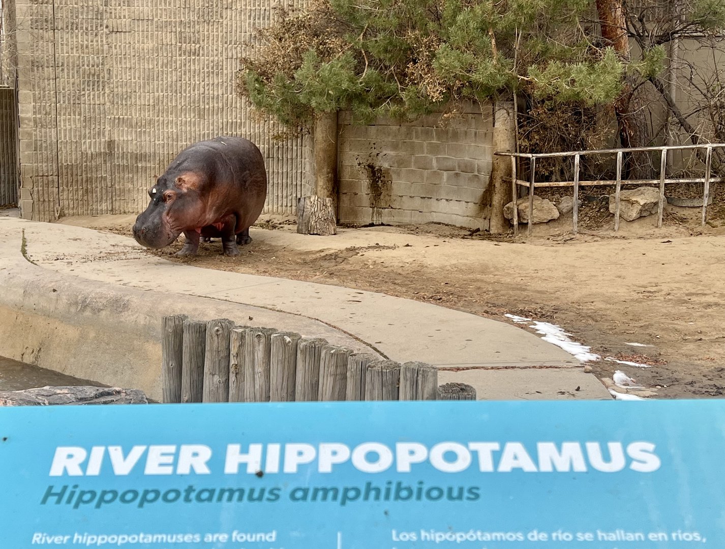 River Hippopotamus