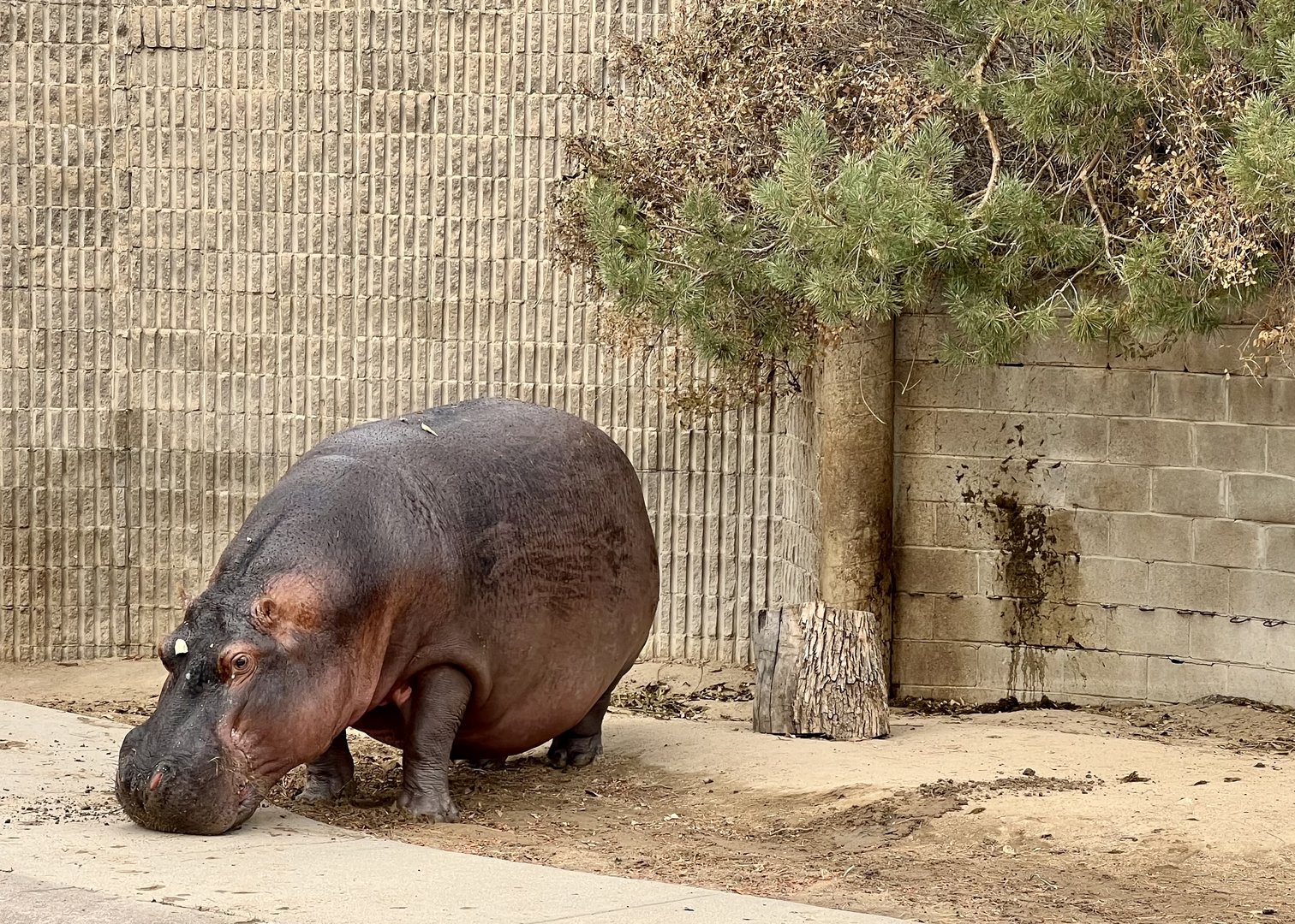 River Hippopotamus
