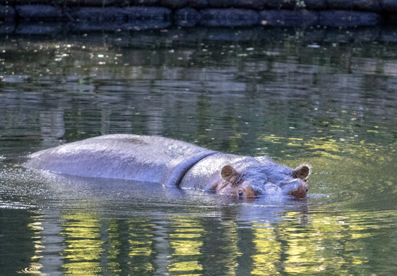 River Hippopotamus