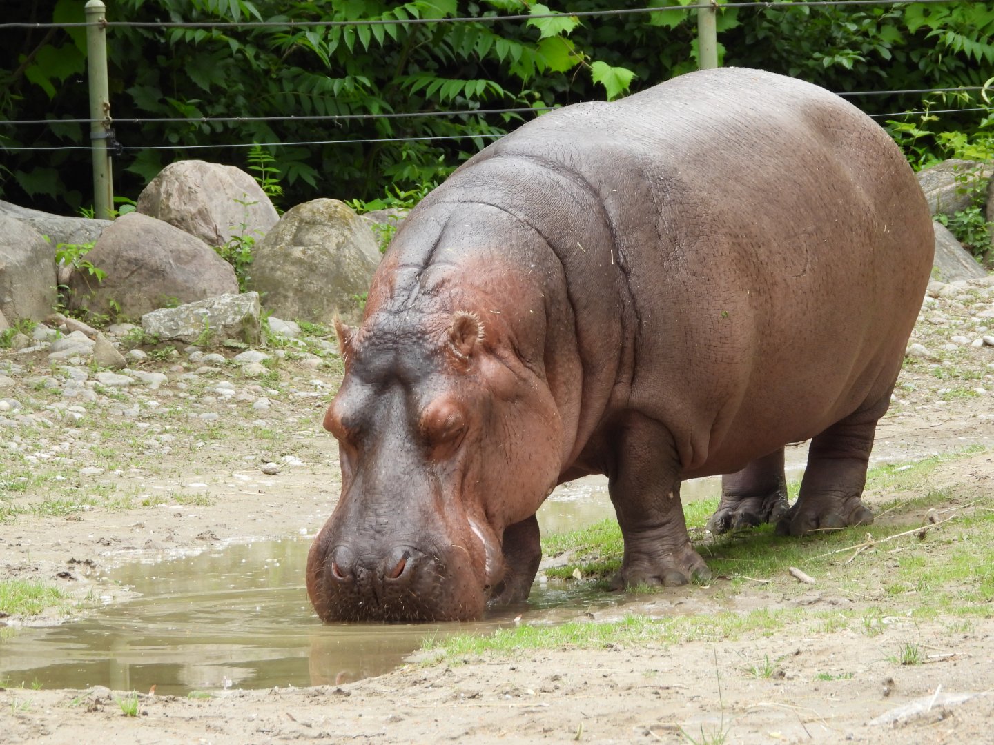 River hippopotamus