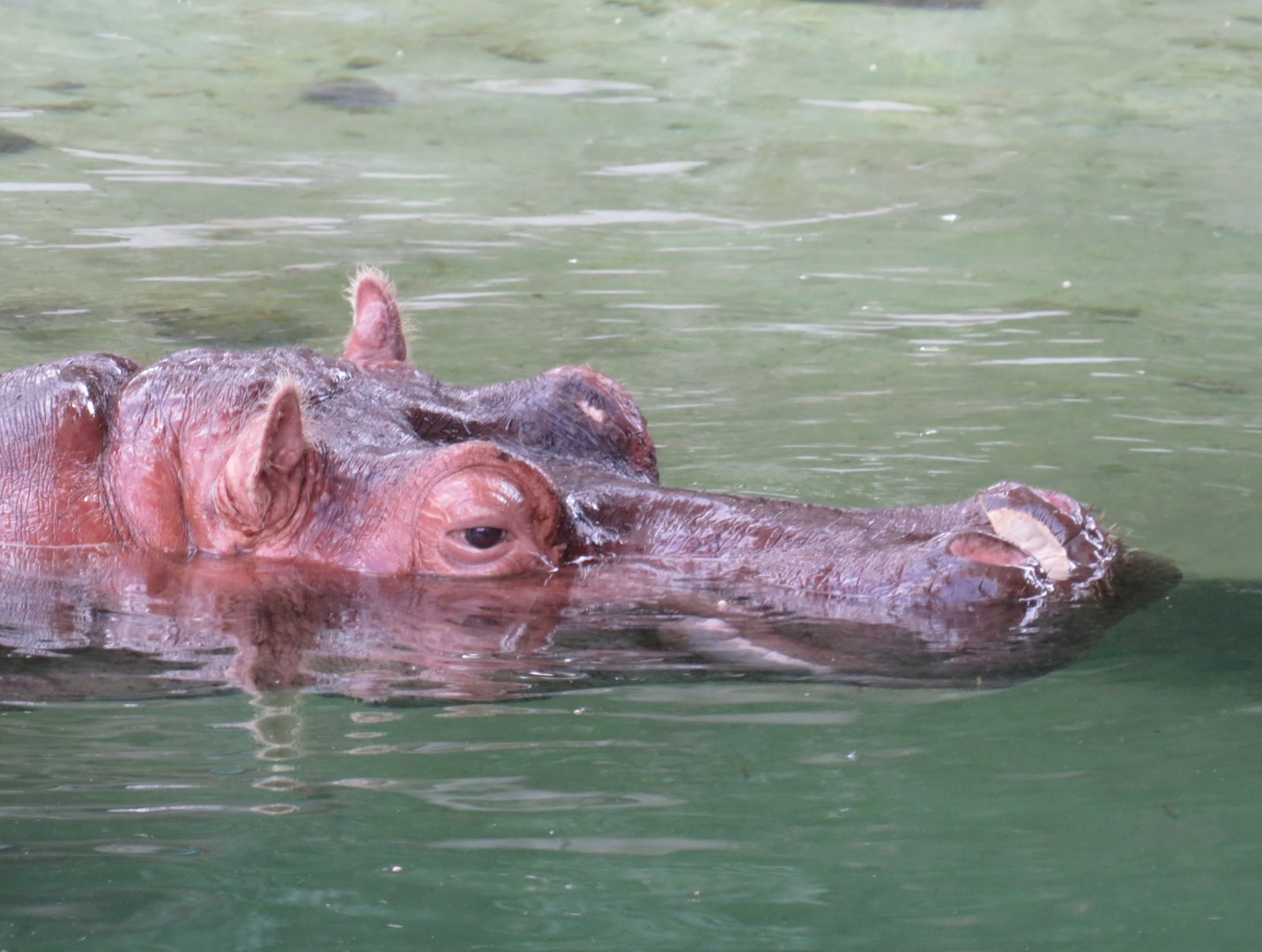 River hippopotamus