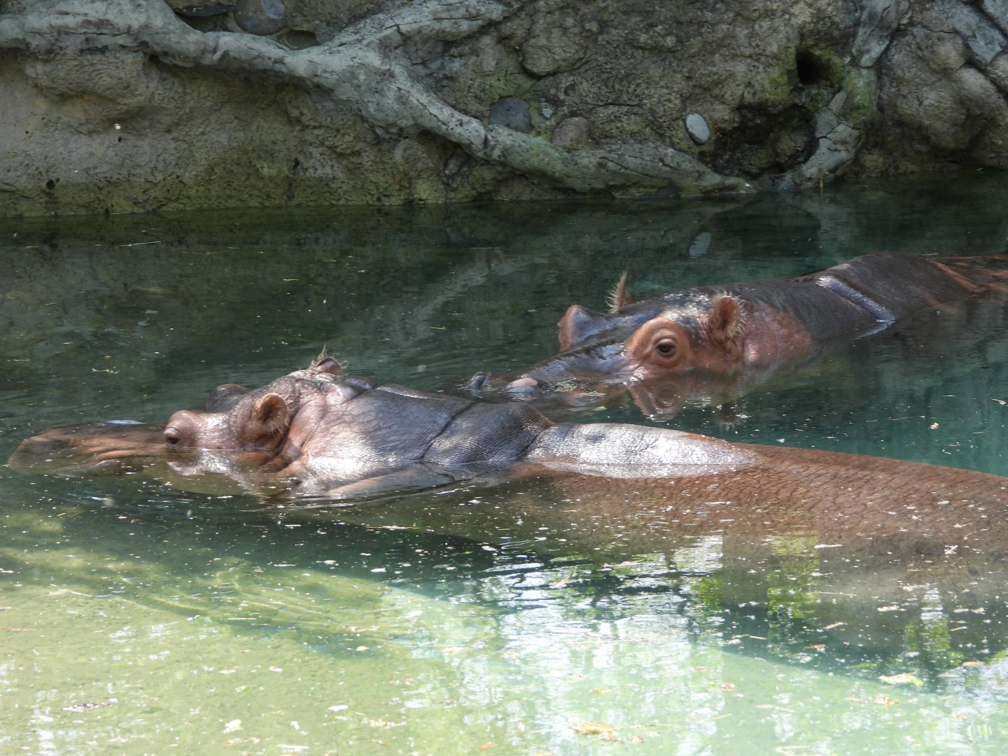 River hippopotamuses