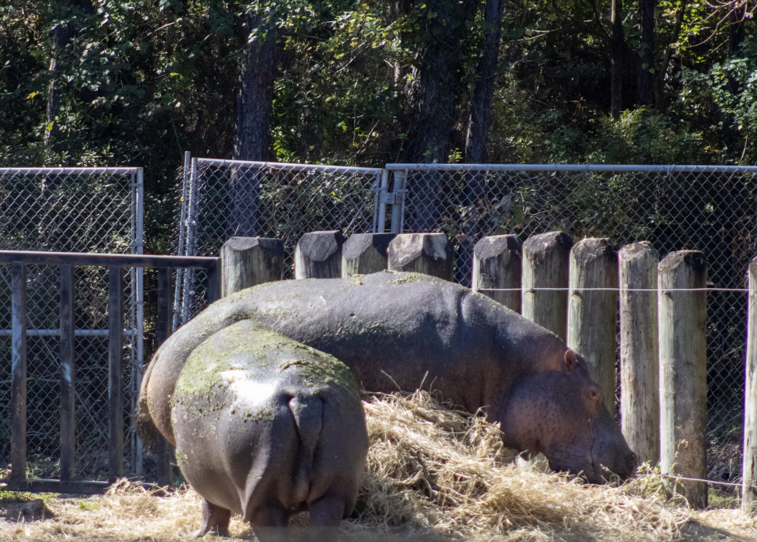 River Hippopotomuses