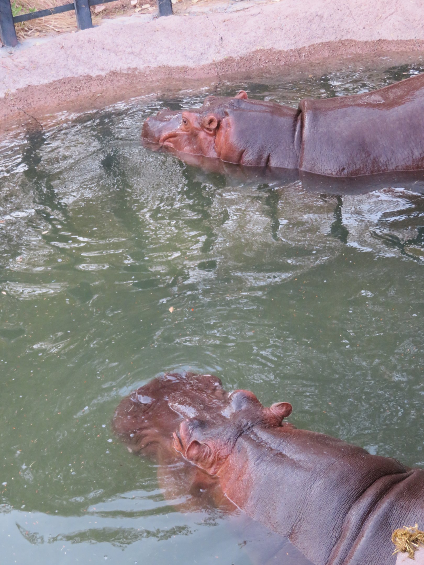 River Hippos