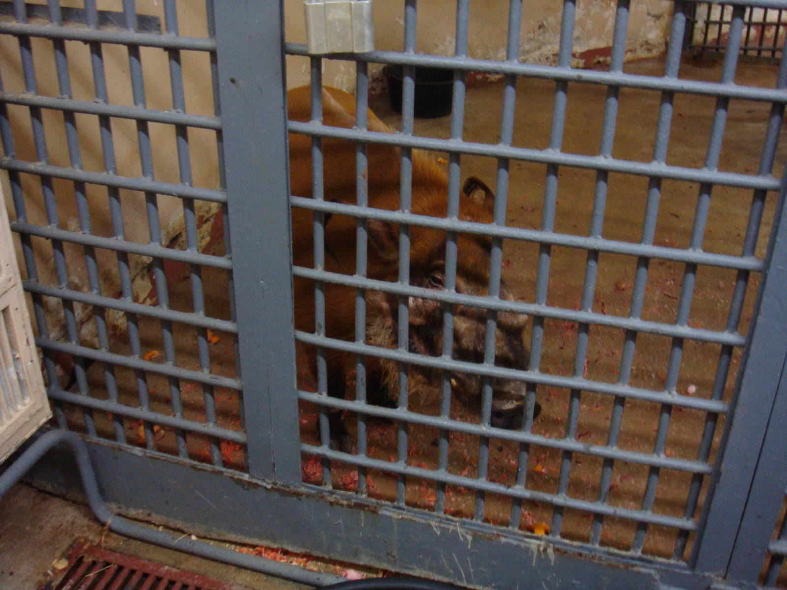 River hog in quarantine area