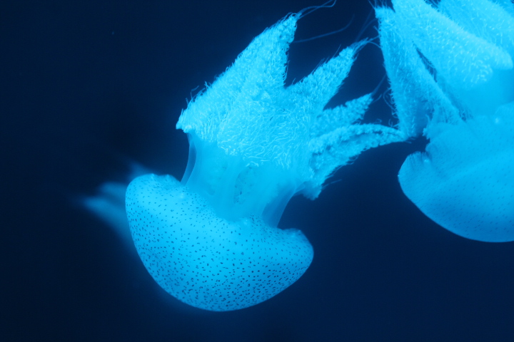 River jelly (Acromitus flagellatus)