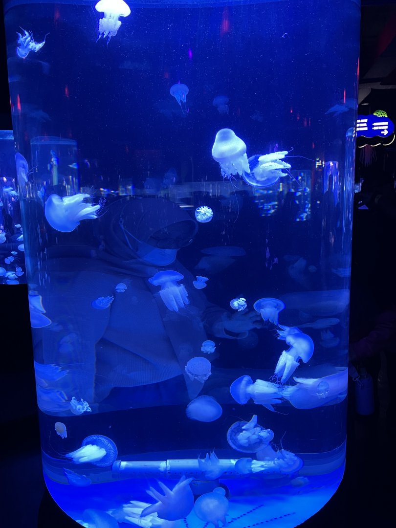 river jellyfish (acromitus flagellatus) - BX Sea