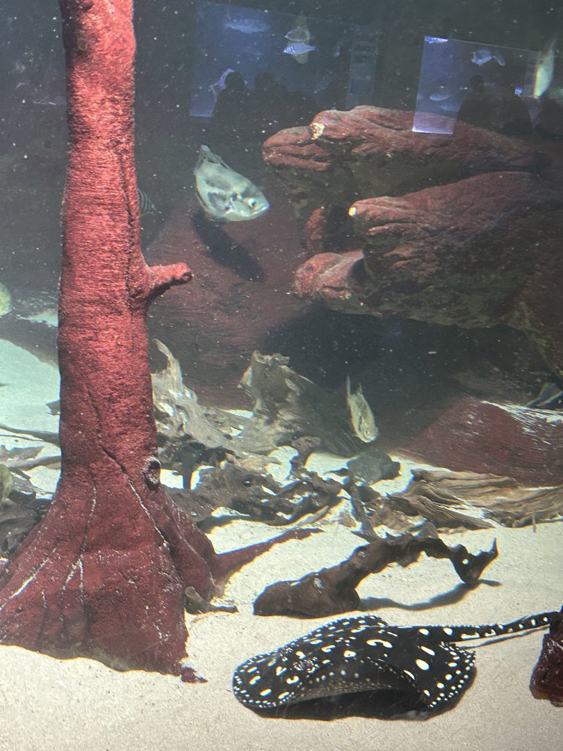 ‘River Monster’ Aquarium