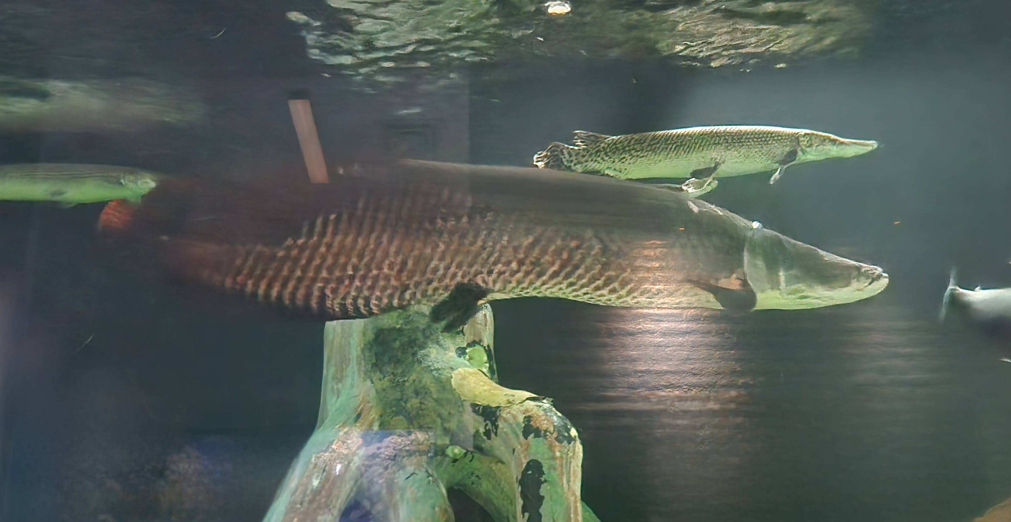 River monsters - Amazon tank