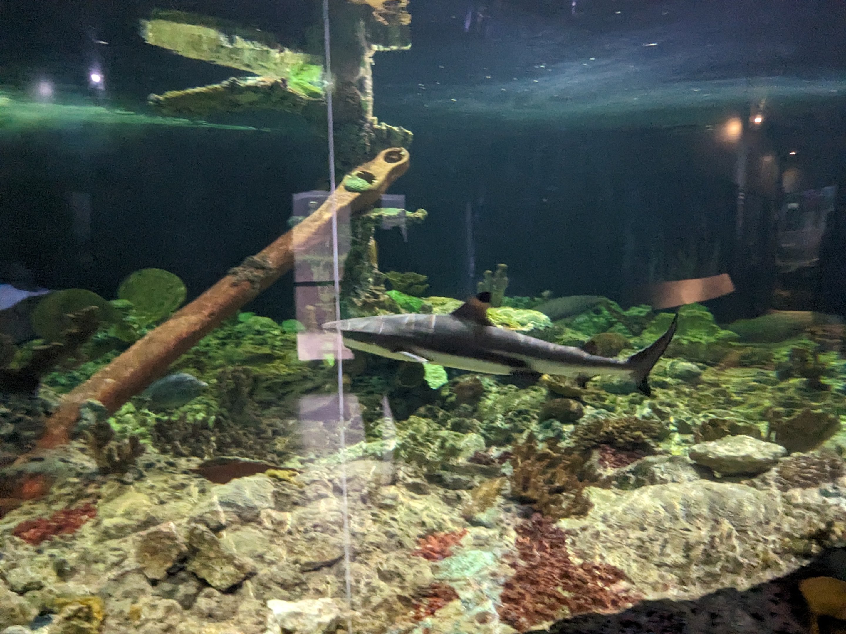 River Monsters - black tip reef shark