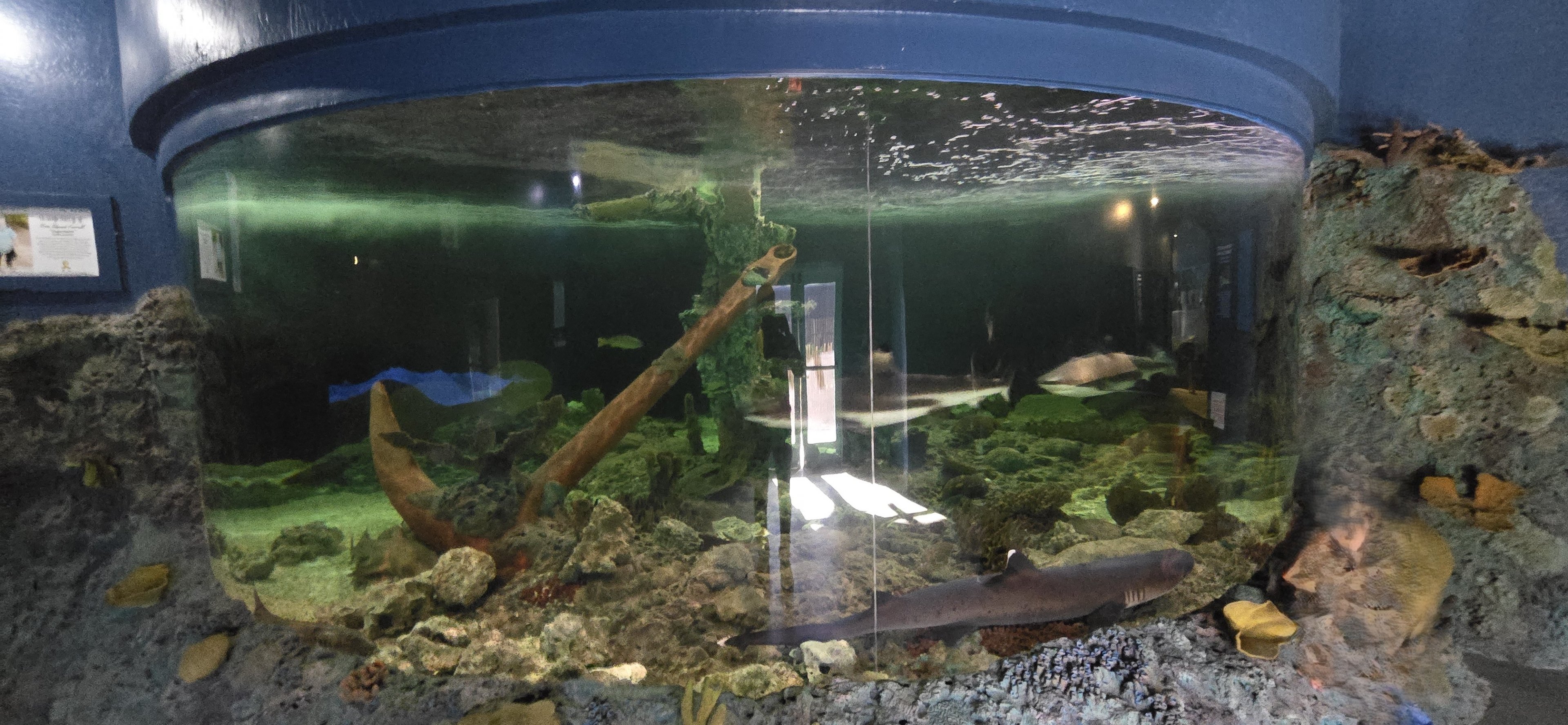 River monsters - sharks