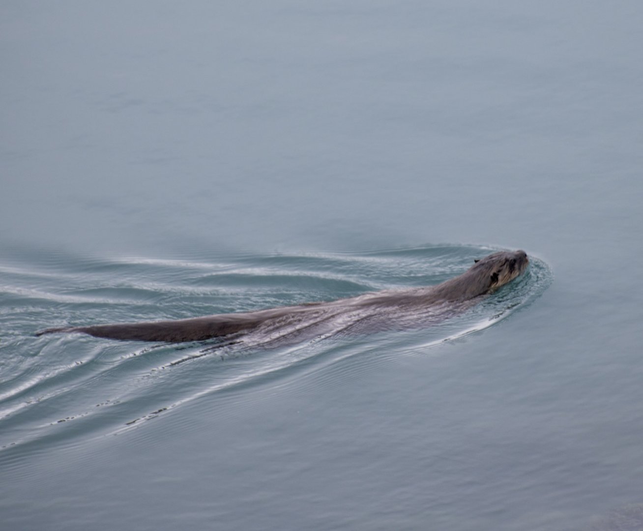 River Otter - Alaska