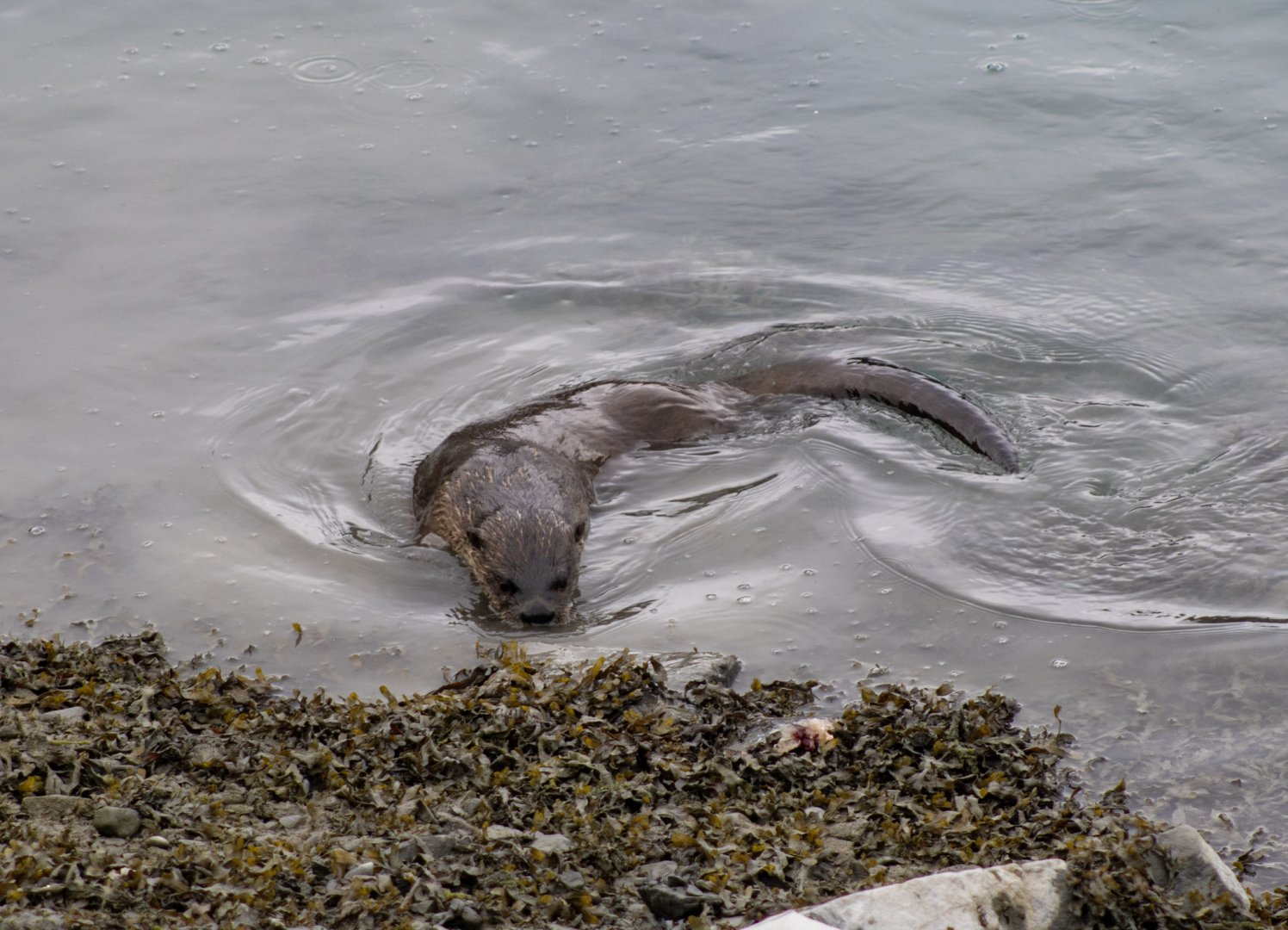 River Otter - Alaska
