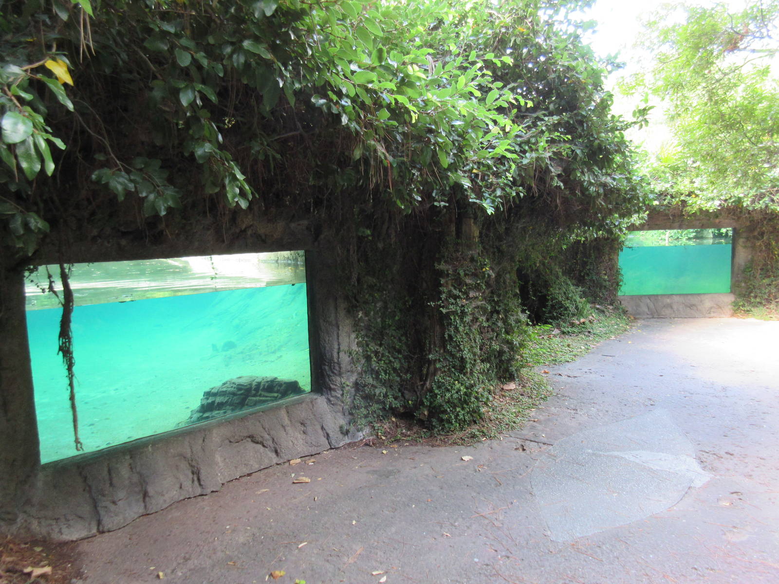River Otter + American Alligator Underwater Viewing Windows