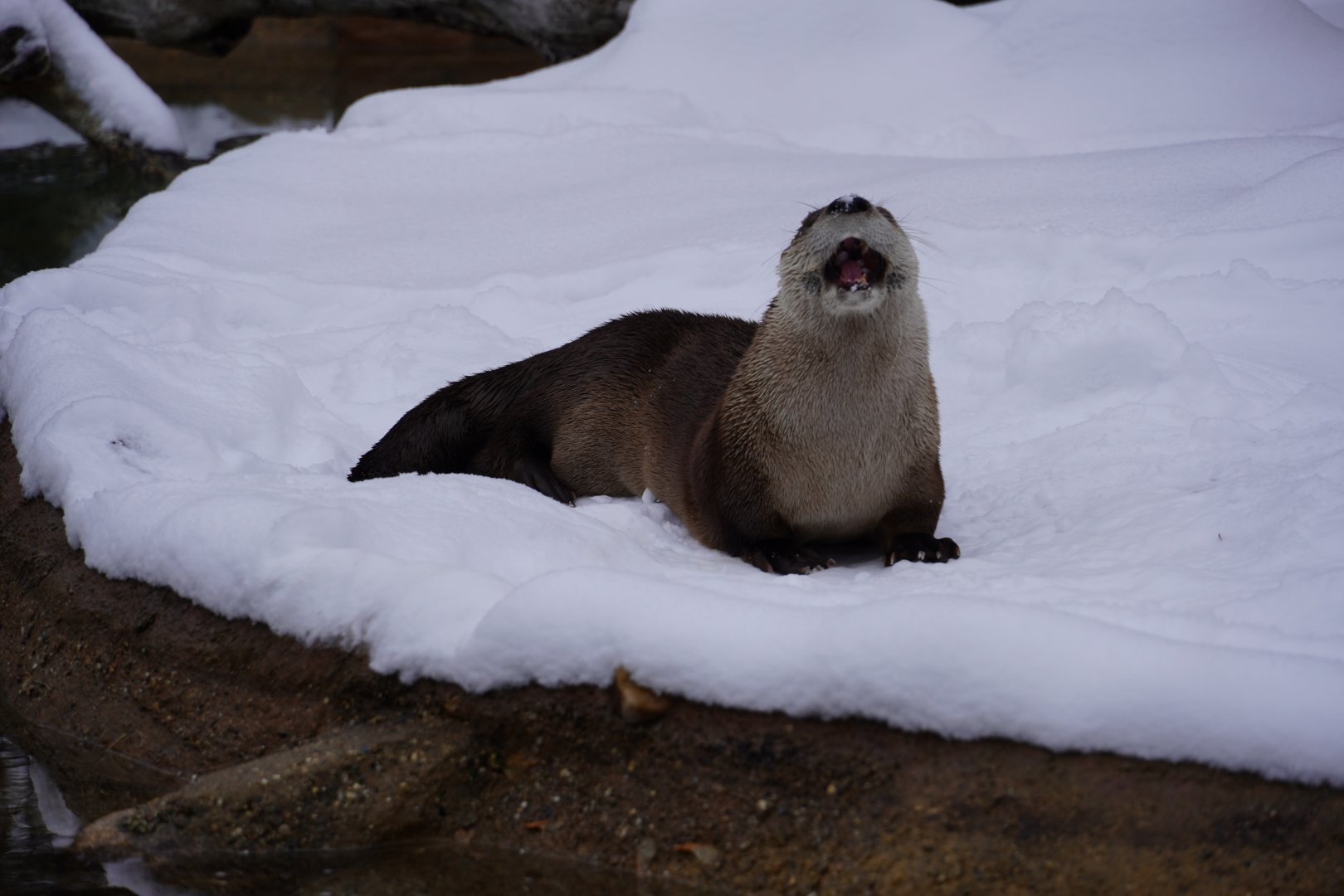 River Otter eating snow