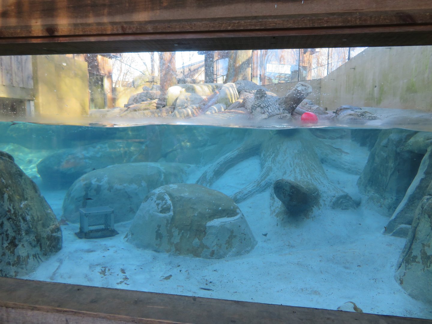 River Otter Exhibit (1 of 2)