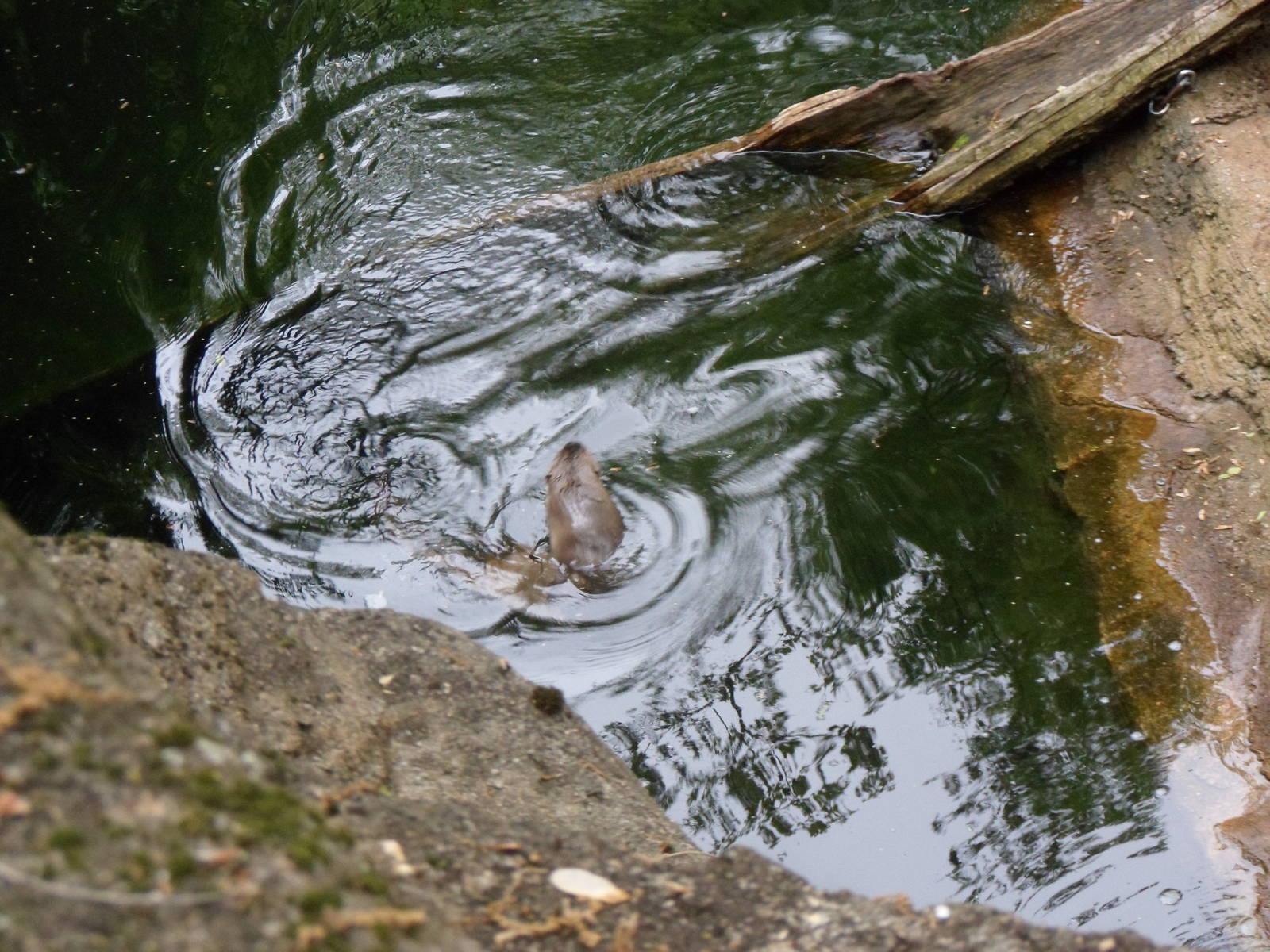 River Otter Exhibit From Above
