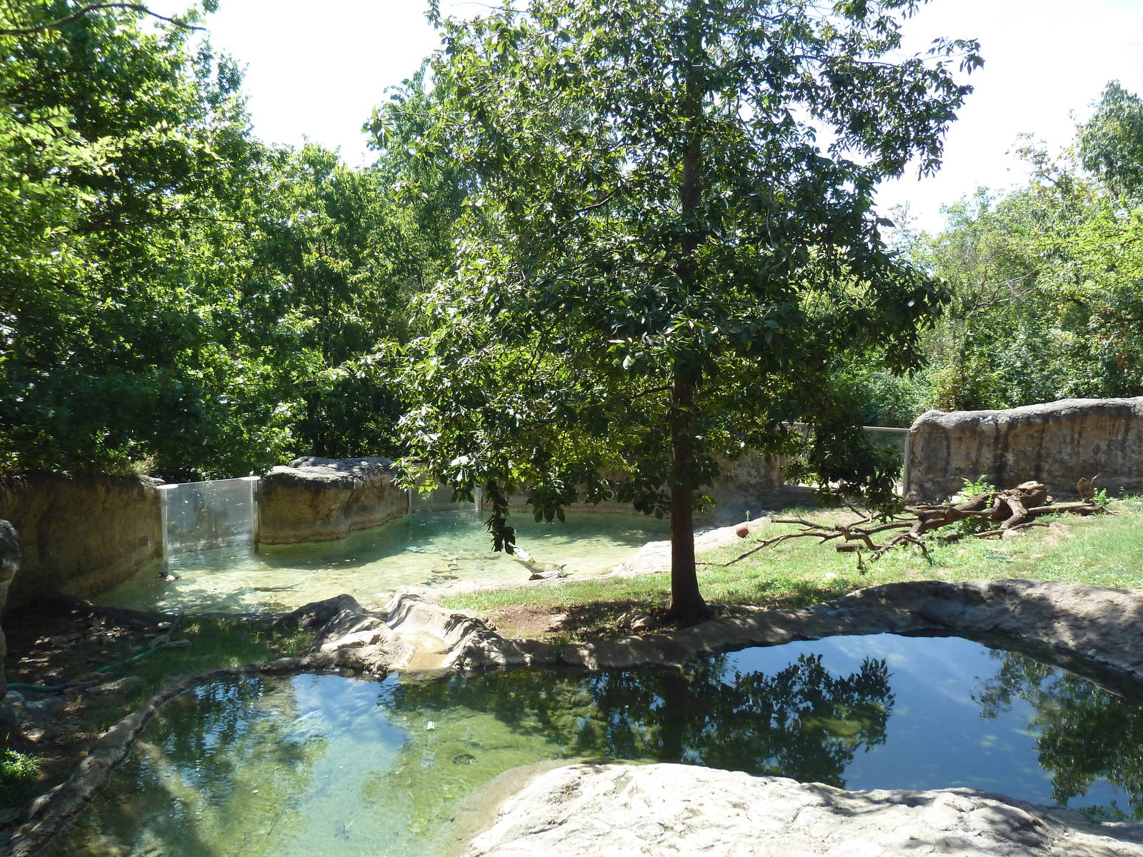 River Otter Exhibit (Outstanding!)