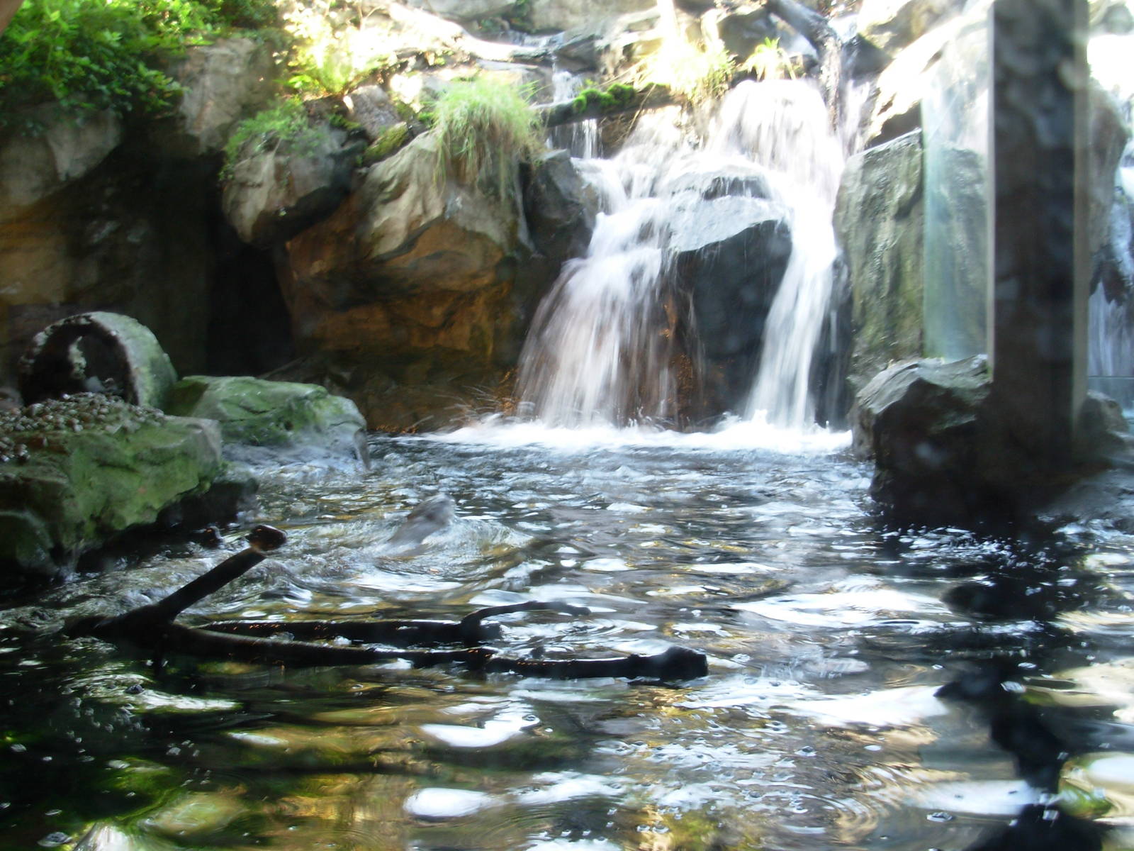 River Otter Exhibit - Seattle Aquarium