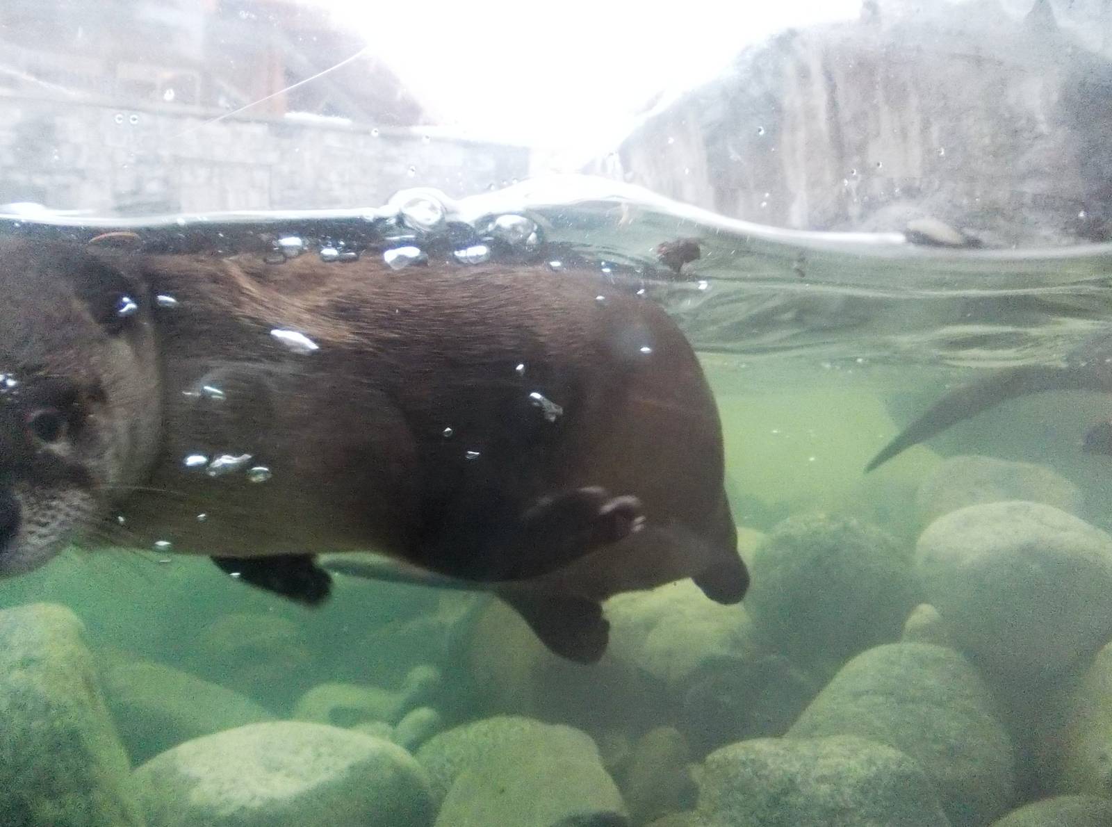 River Otter Exhibit Underwater View