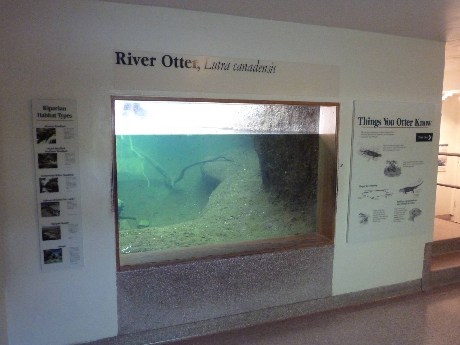 River Otter Exhibit - Underwater Viewing