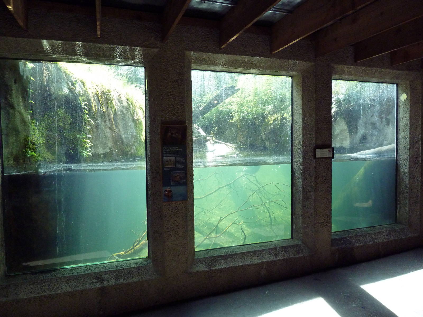 River Otter Exhibit - Underwater Viewing