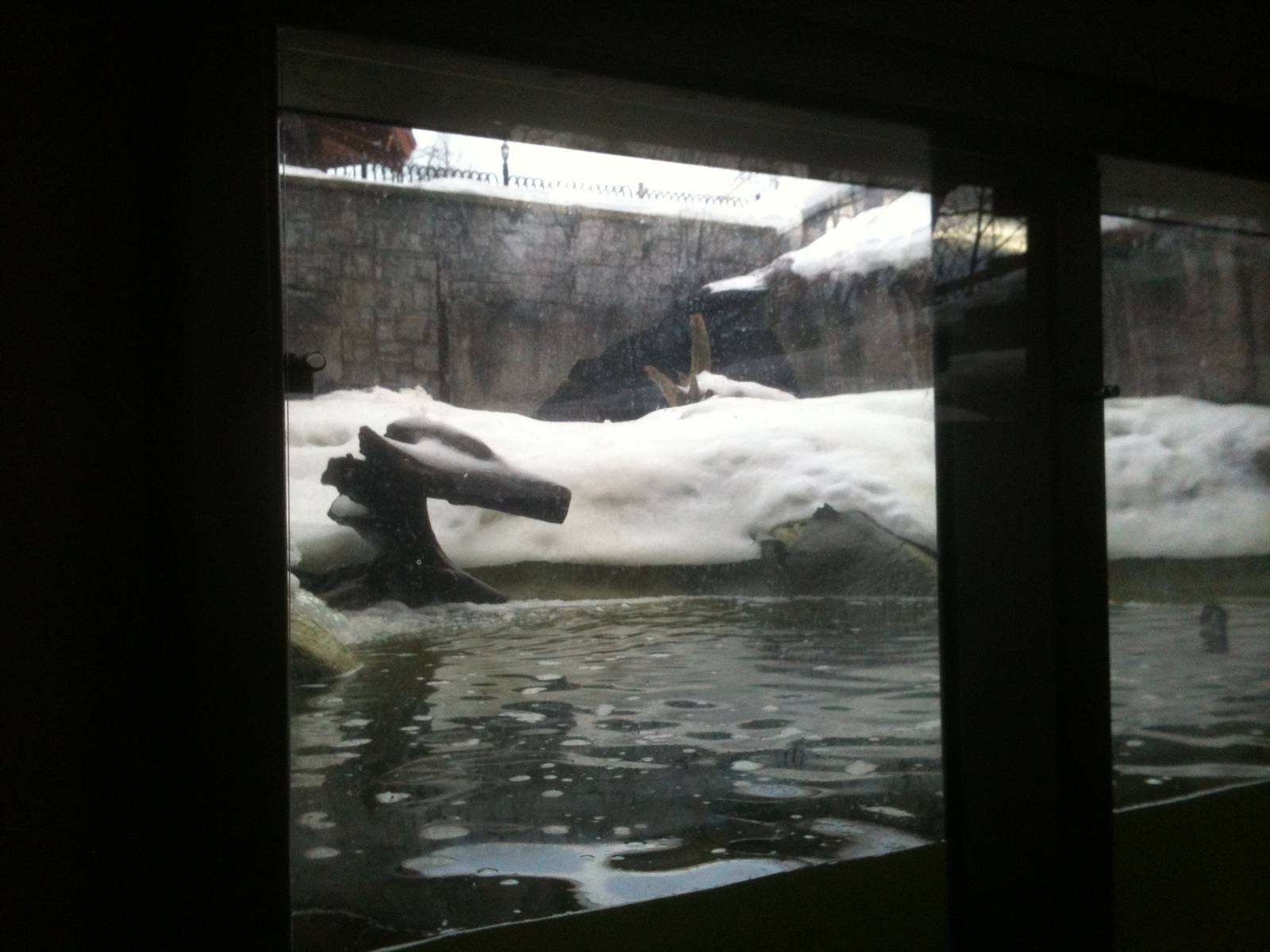 River Otter Exhibit - Underwater