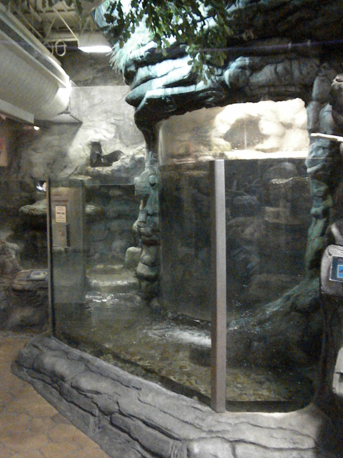 River otter exhibit