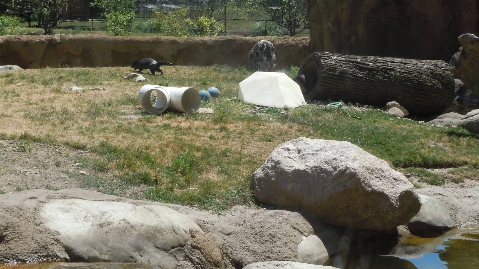 River Otter Exhibit.