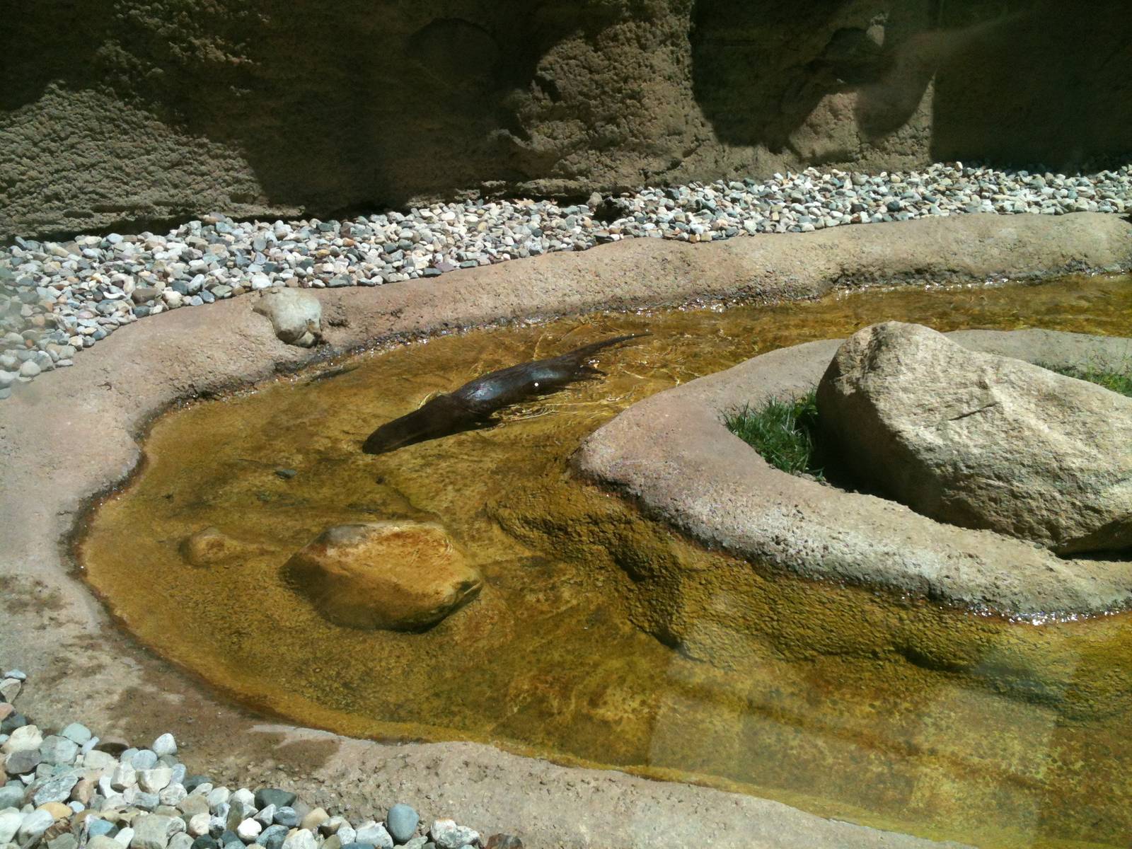 River otter Exhibit.