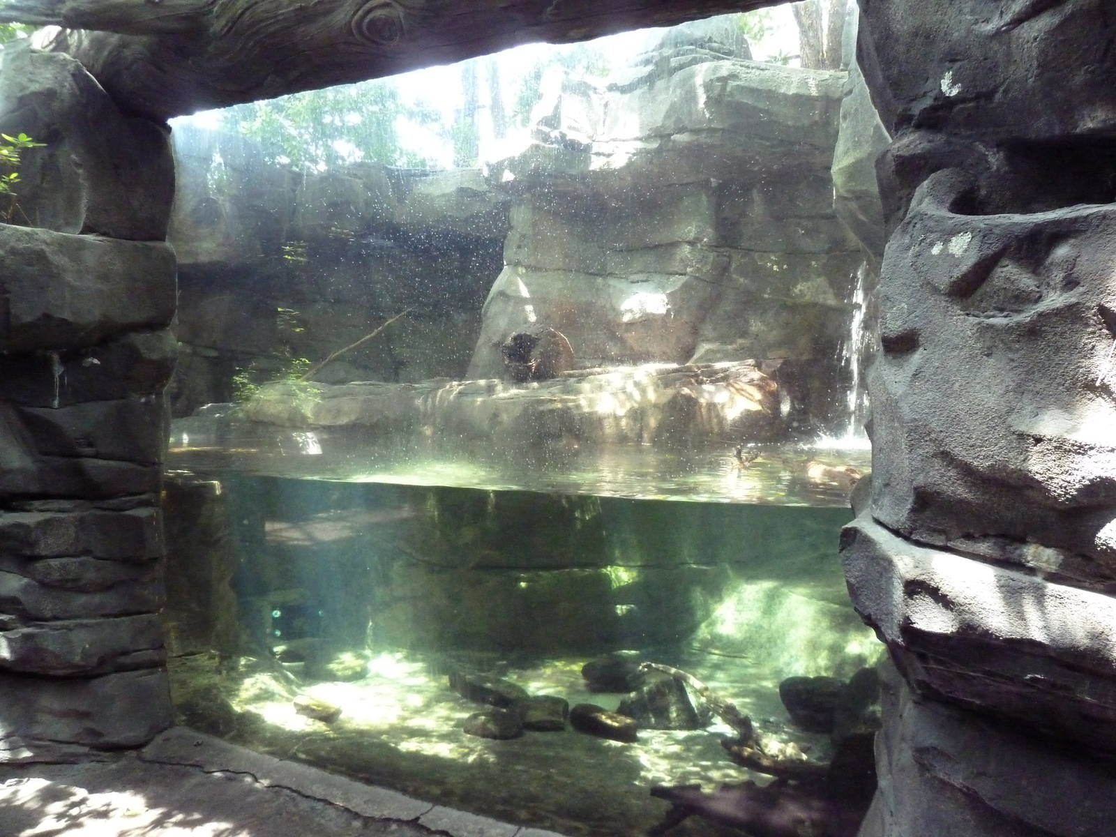 River Otter Exhibit