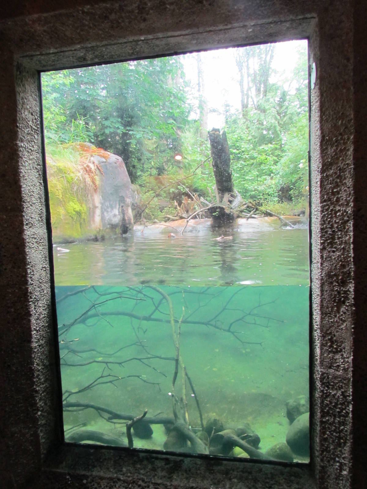 River Otter Exhibit