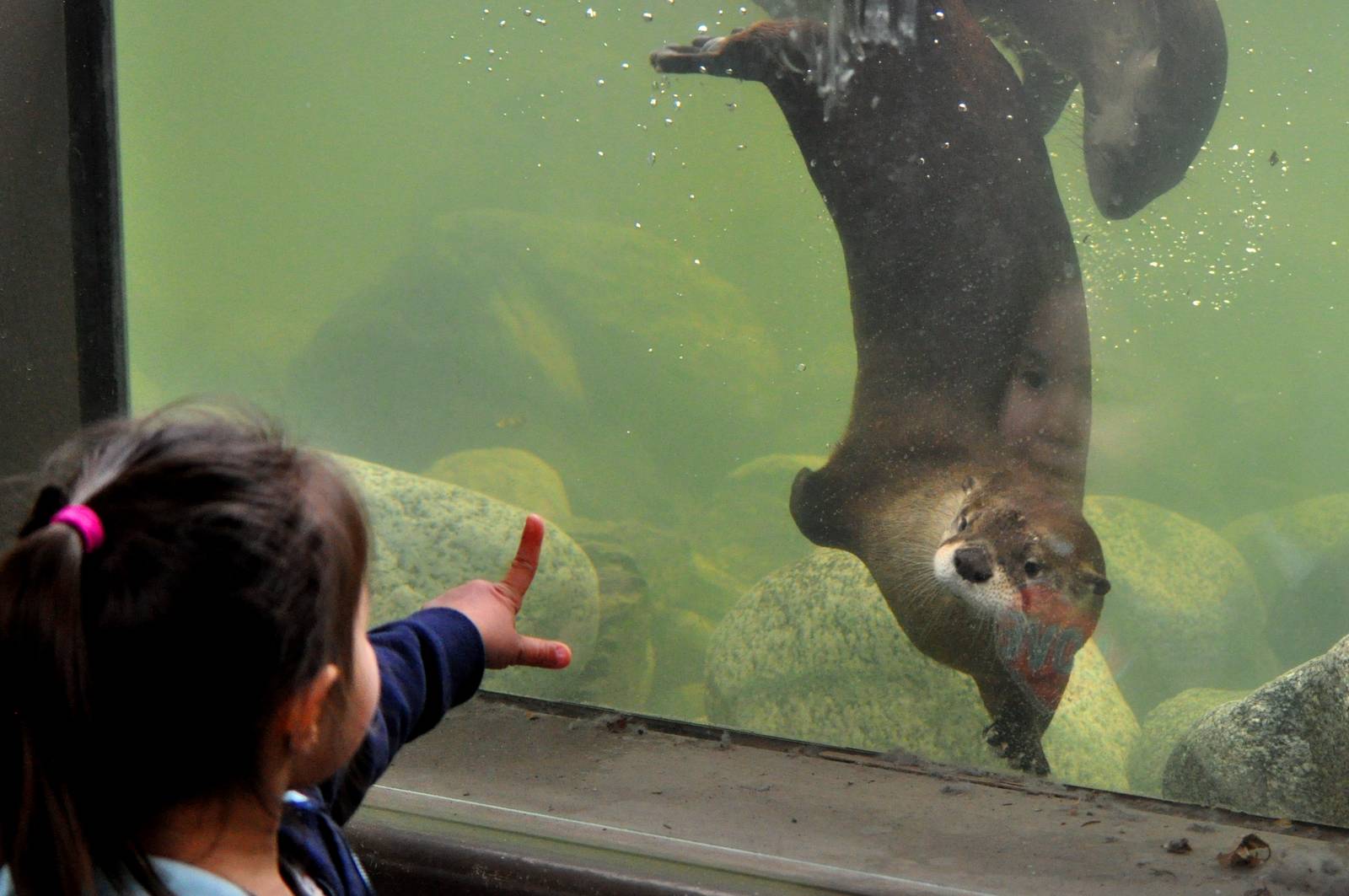 River Otter Exhibit