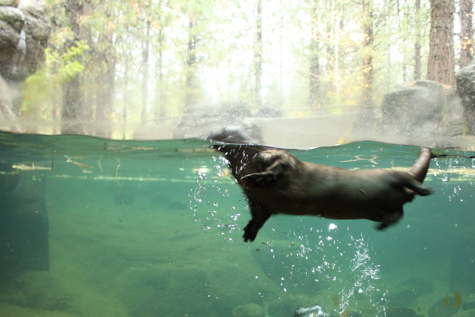 River Otter Exhibit
