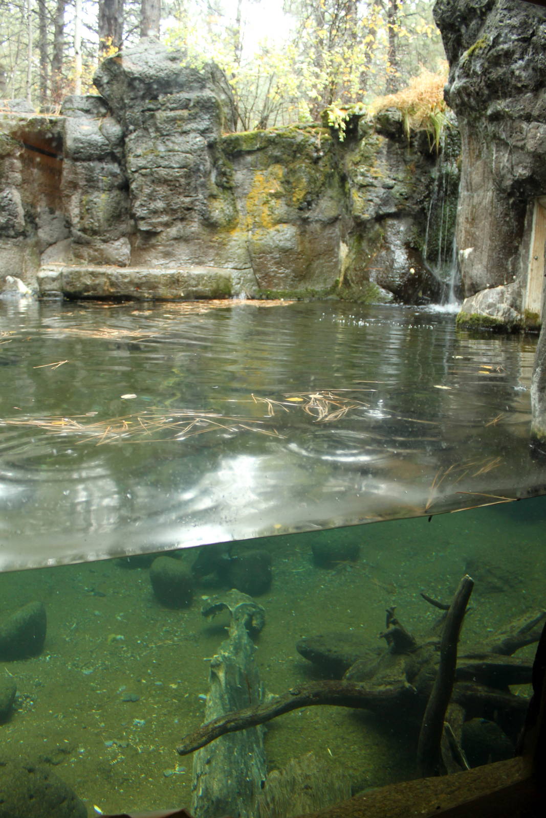 River Otter Exhibit